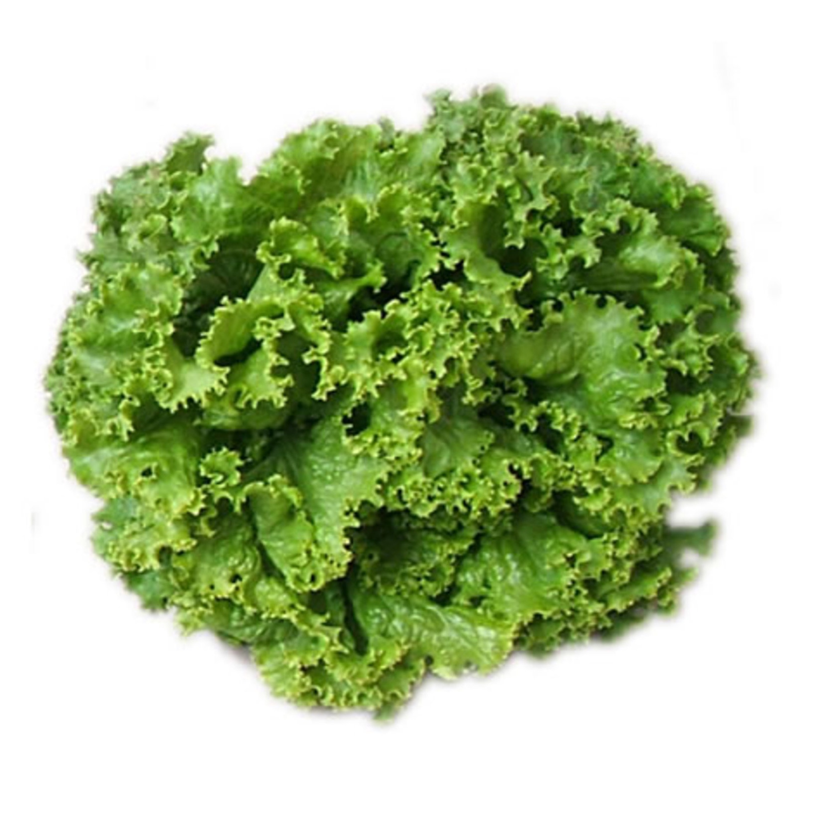 Kıvırcık Salata 1 Adet